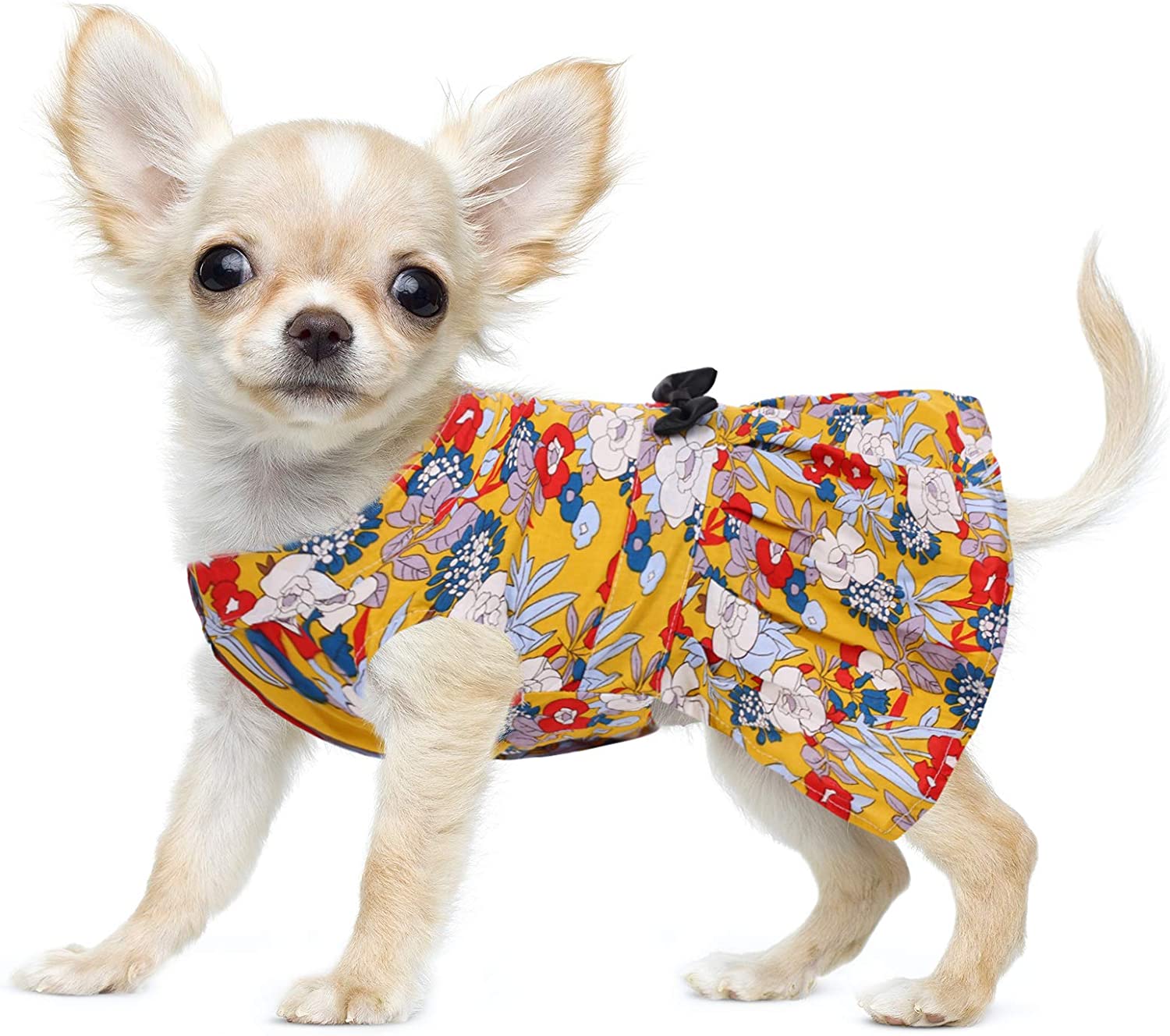 Louis Vuitton Dog Clothes Do Dogs Have A Favorite Person