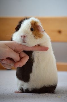 Guinea Pigs