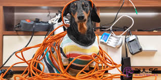 Never keep electrical wires at a low level where pets can get entangled